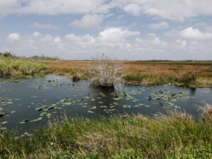 Everglades National park