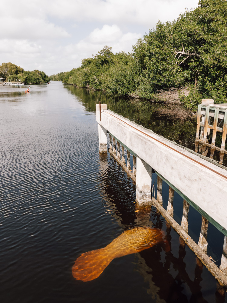 Everglades Nationalpark Flamingo Manatee Seekuh Tipps