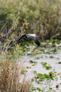 _N858315_Everglades