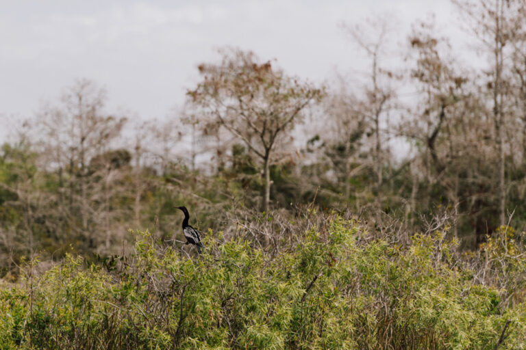 Everglades Nationalpark