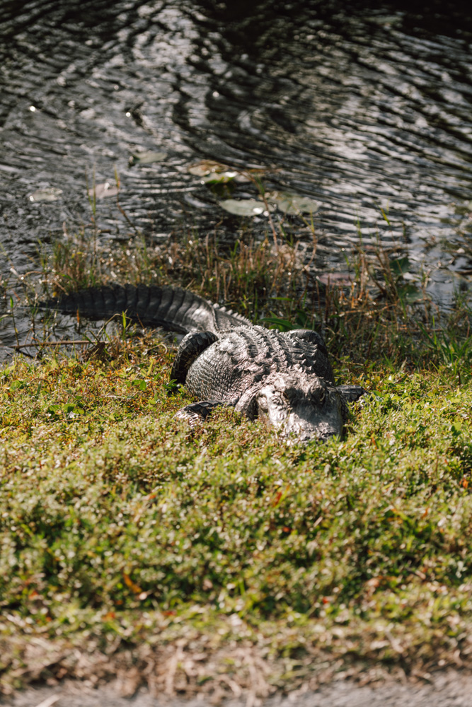 Everglades Nationalpark Shark Valley Trail Alligator