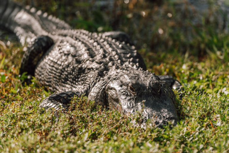 Everglades Nationalpark Sumpfgebiet Aligator