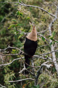 Everglades Nationalpark Vögel