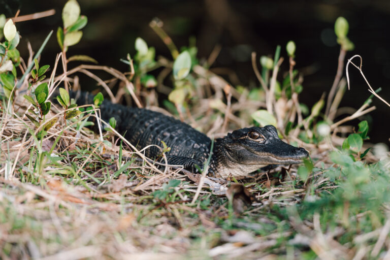 Everglades Nationalpark Shark Valley Baby Alligator