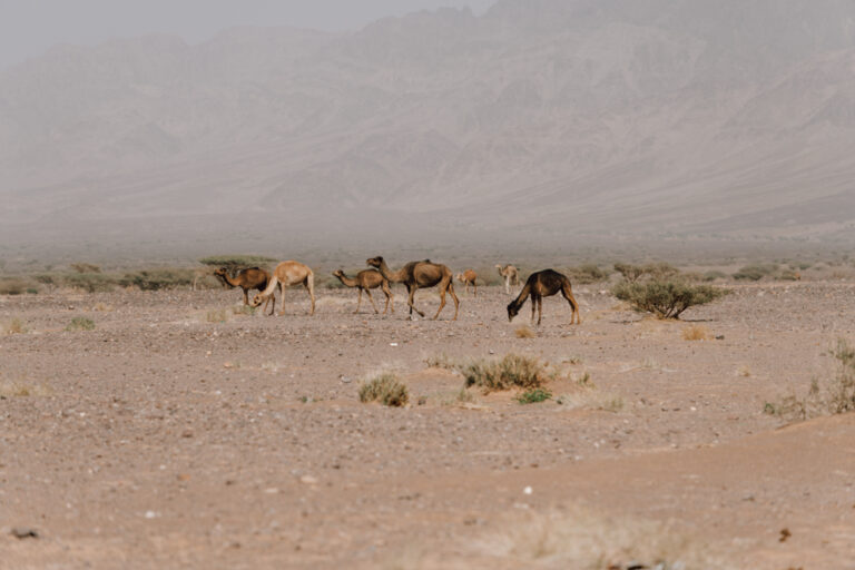 Jordanien Rundreise Mietwagen