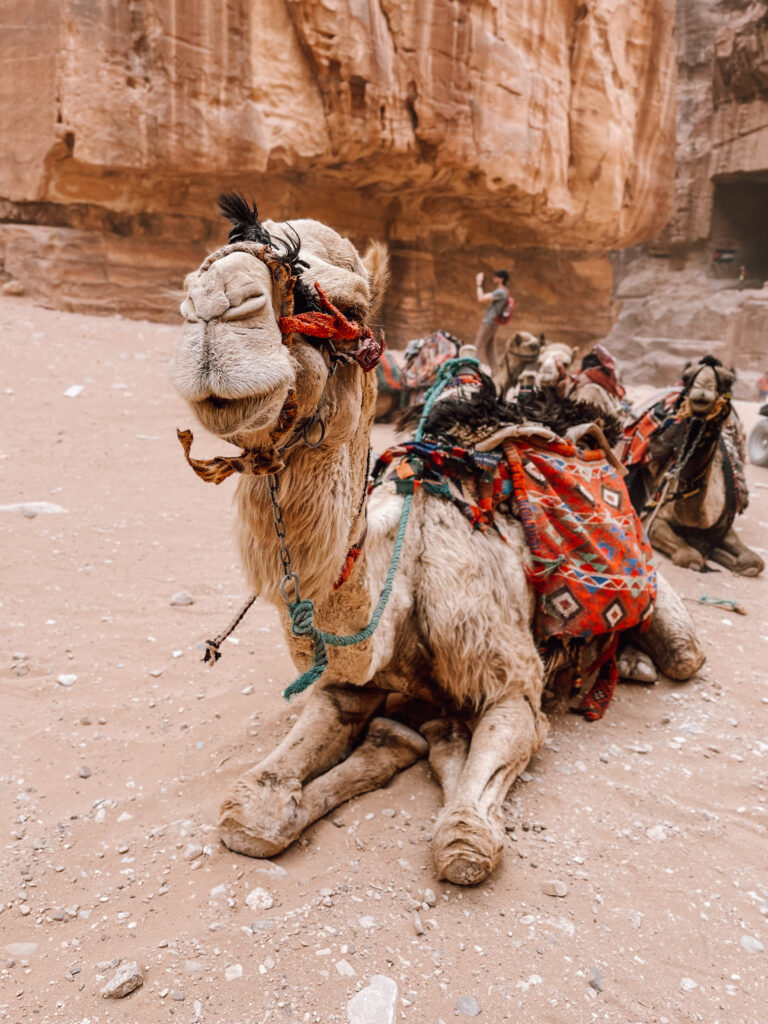 Jordanien Petra Kamele vor Schatzhaus