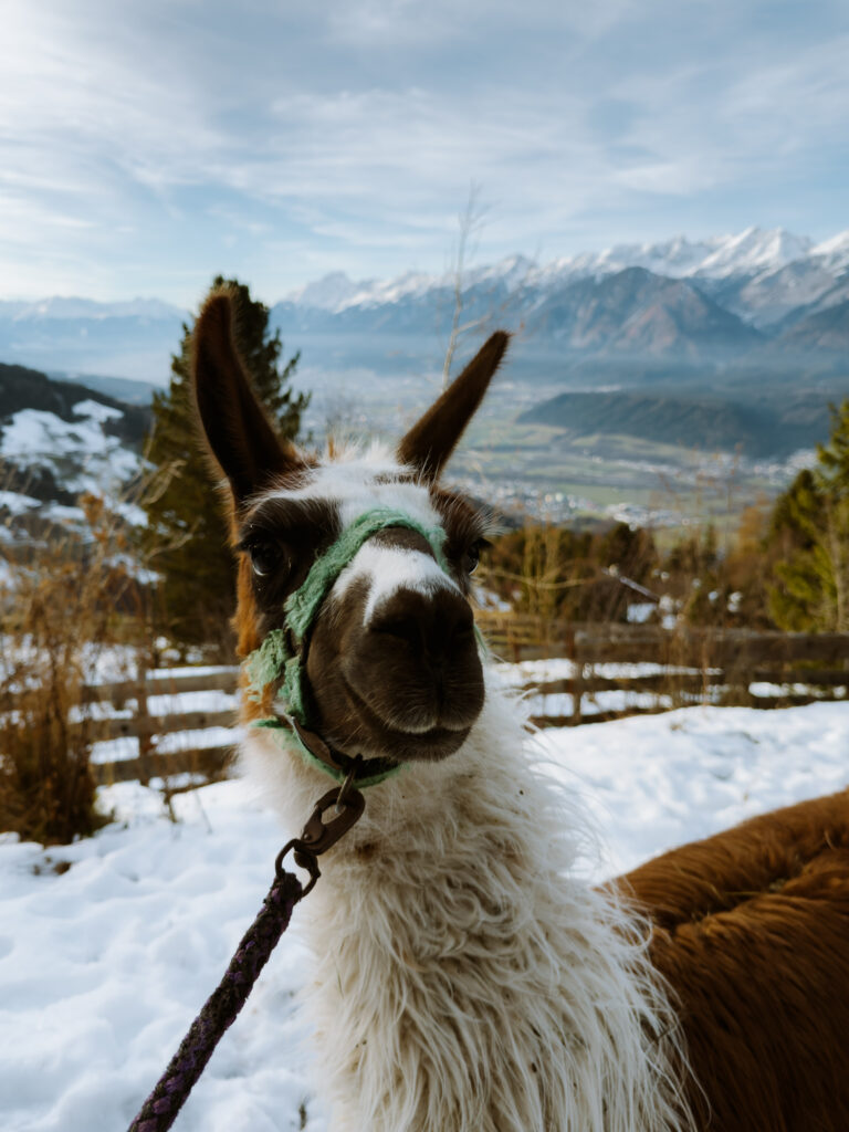 Hall in Tirol - Highlights im Winter